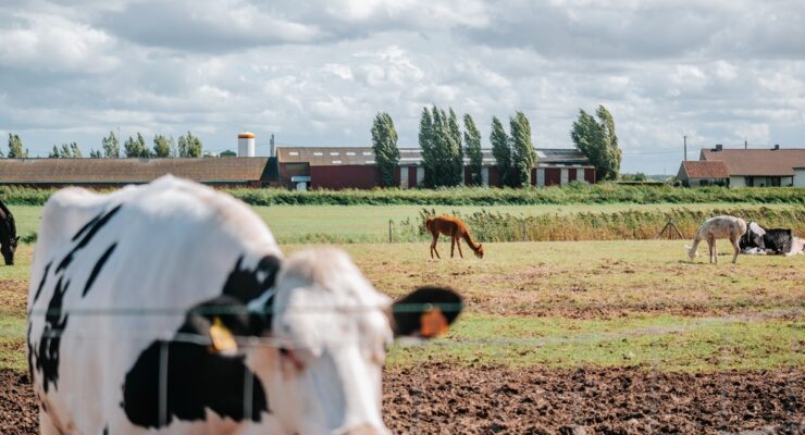 2026 08 31 Van Breda Finepolis Zuienkerke Jokko 106